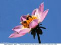 02 Jan Photo Bees on Alpen Diamond